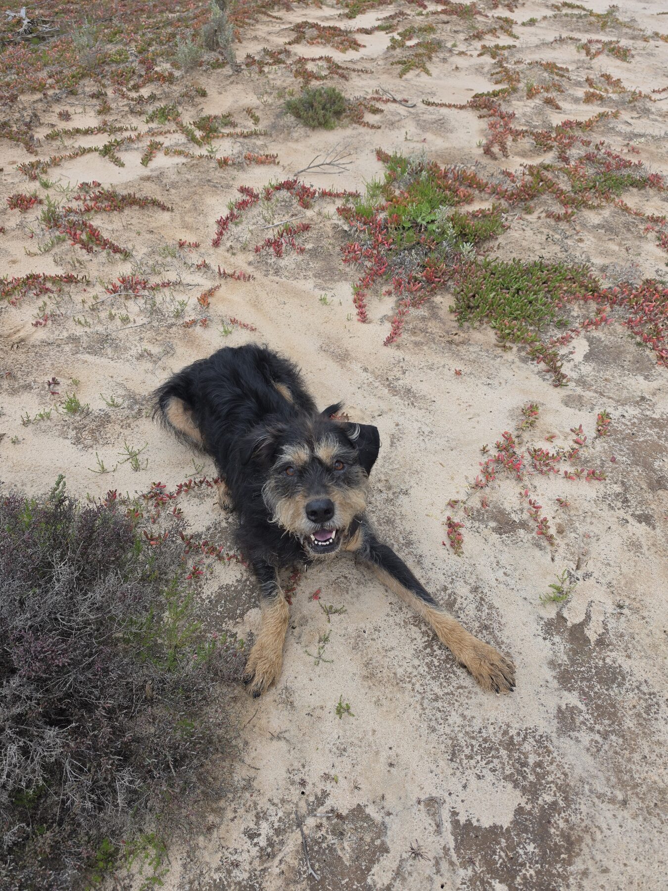 Diego lying on the sand at camp.